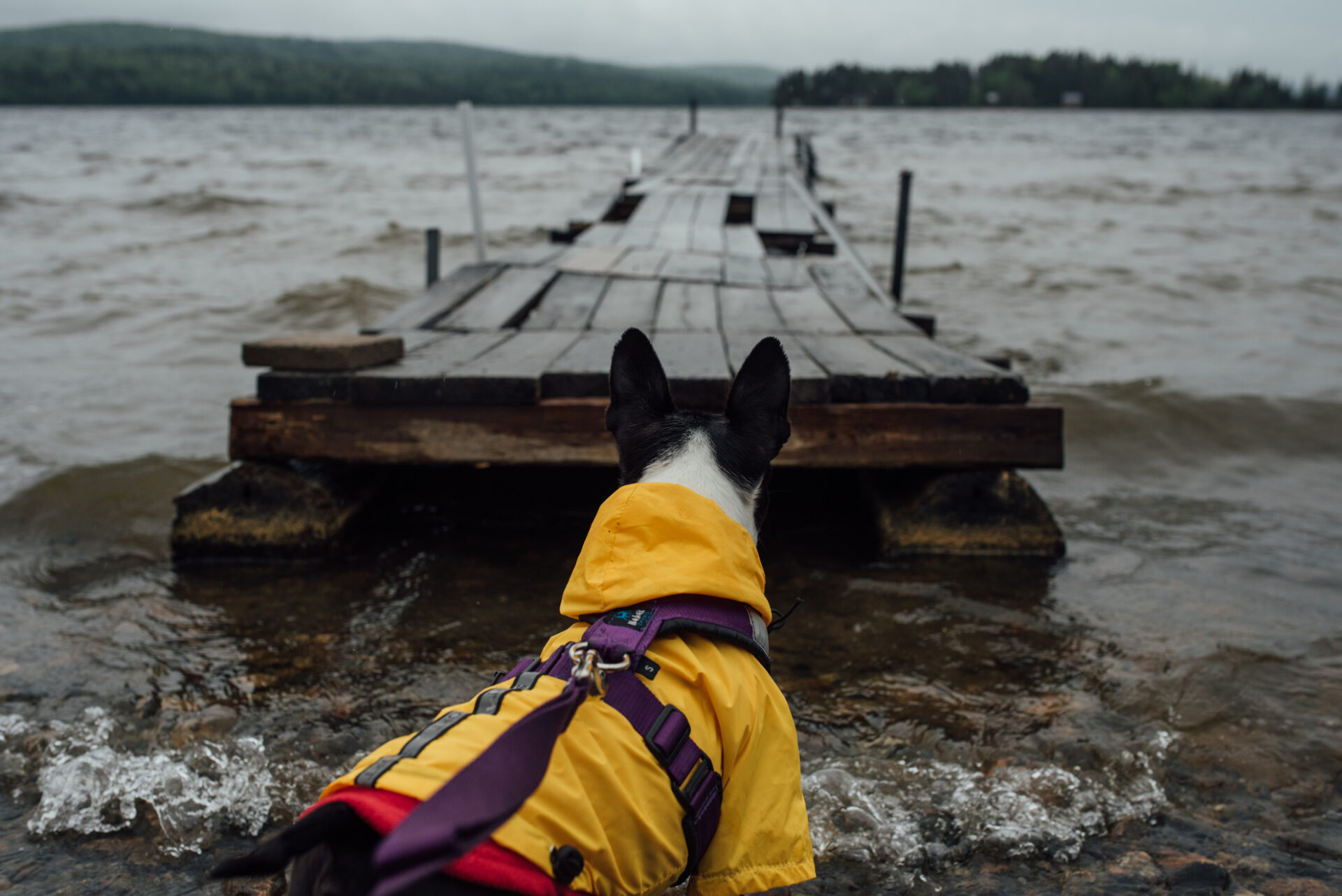 Zec Tawachiche au LacauxSables Jessica Giguère Photographe animalière